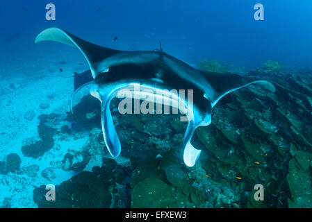 Manta Alfredi, Reefmanta am Mantapoint und Cleaning Station, Mudakan, Maa Kandu, Maradhoo, Addu Atoll, Malediven, Indischer Ozean Stockfoto