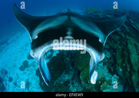 Manta Alfredi, Reefmanta am Mantapoint und Cleaning Station, Mudakan, Maa Kandu, Maradhoo, Addu Atoll, Malediven, Indischer Ozean Stockfoto