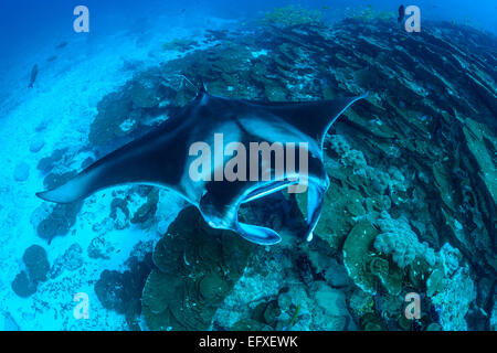 Manta Alfredi, Reefmanta am Mantapoint und Cleaning Station, Mudakan, Maa Kandu, Maradhoo, Addu Atoll, Malediven, Indischer Ozean Stockfoto