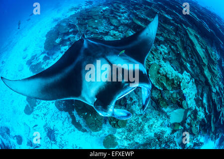 Manta Alfredi, Reefmanta am Mantapoint und Cleaning Station, Mudakan, Maa Kandu, Maradhoo, Addu Atoll, Malediven, Indischer Ozean Stockfoto