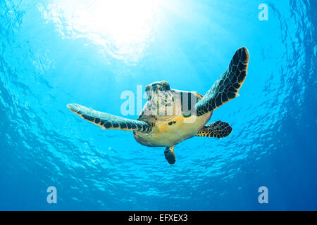 Eretmochelys Imbricata Bissa, echte Karettschildkröte, Maradhoo, Addu Atoll, Malediven, Indischer Ozean Stockfoto