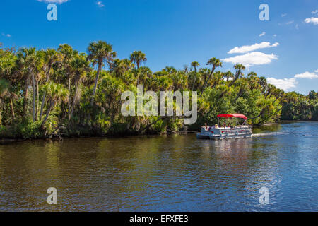 Tropische Dschungel wilde Myakka River in Sarasota County in Venice Florida Stockfoto