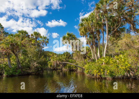 Tropische Dschungel wilde Myakka River in Sarasota County in Venice Florida Stockfoto