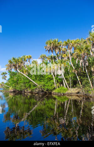 Tropische Dschungel wilde Myakka River in Sarasota County in Venice Florida Stockfoto