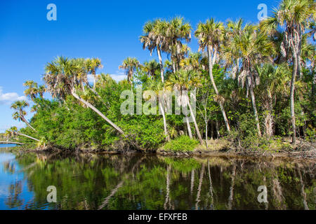 Tropische Dschungel wilde Myakka River in Sarasota County in Venice Florida Stockfoto