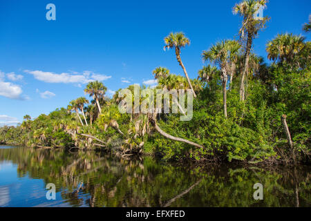 Tropische Dschungel wilde Myakka River in Sarasota County in Venice Florida Stockfoto