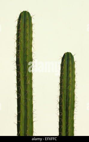 San Pedro Kaktus (Echinopsis Pachanoi) isoliert auf weiss Stockfoto