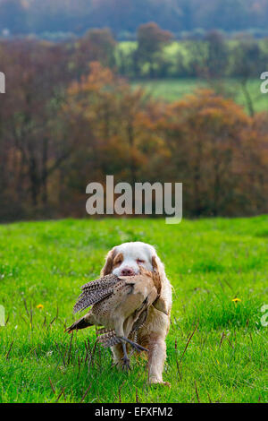 Clumber spaniel gun Hund Abrufen von Fasan aus Spiel in Oxfordshire, England Stockfoto