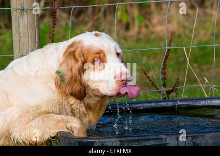 Clumber Spaniel Welpen auf die Hinterbeine Trinken von Wasser durch Stockfoto