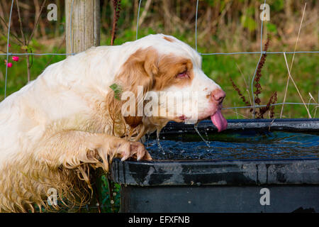 Clumber Spaniel Welpen auf die Hinterbeine Trinken von Wasser durch Stockfoto