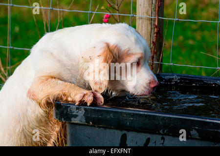 Clumber Spaniel Welpen auf die Hinterbeine Trinken von Wasser durch Stockfoto