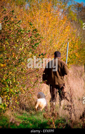 Mann mit Schrotflinte, Spiel in Wäldern mit clumber spaniel Gun Dog, Oxfordshire, England Stockfoto