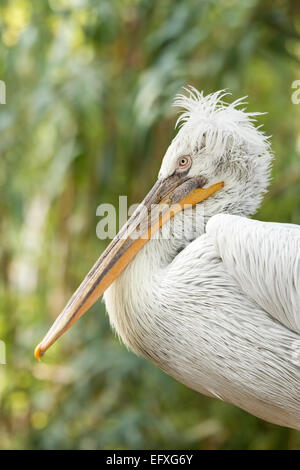 Krauskopfpelikan (Pelecanus Crispus) im Wasser Stockfoto