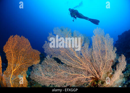 Subergorgia Mollis, Welle mit riesigen Gorgonien und Scuba Diver, Addu Atoll, Malediven, Indischer Ozean Stockfoto