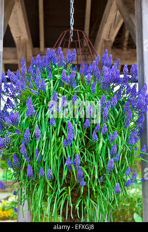 Blaue Traube Muscari Hyazinthe Blumen in einer Blumenampel. Stockfoto