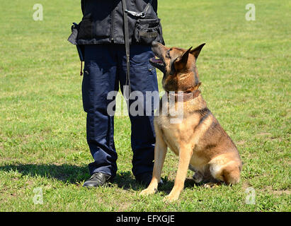 K9 Polizist mit seinem Hund in der Ausbildung Stockfoto