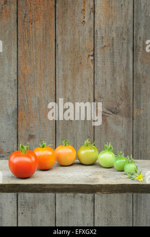 Entwicklung der rote Tomate - Reifung Prozess der Frucht – Stadien der Entwicklung Stockfoto