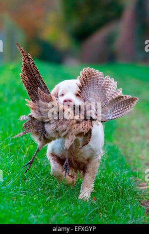 Clumber spaniel gun Hund Abrufen von Fasan aus Spiel in Oxfordshire, England Stockfoto