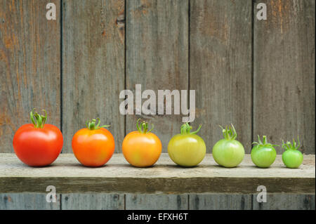 Erhaltung der Mirabellen - Gläser von hausgemachte Obst bewahrt – Mirabelle Pflaumen Stockfoto