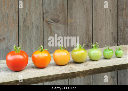 Erhaltung der Mirabellen - Gläser von hausgemachte Obst bewahrt – Mirabelle Pflaumen Stockfoto