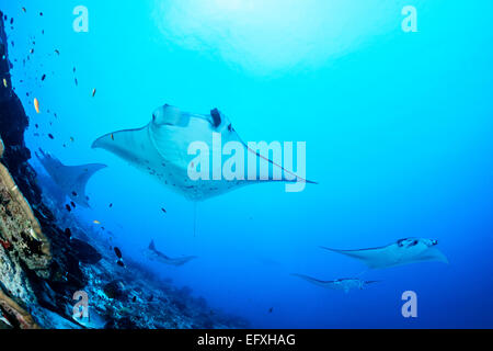 Manta Alfredi, Reefmanta am Mantapoint und Cleaning Station, Mudakan, Maa Kandu, Maradhoo, Addu Atoll, Malediven, Indischer Ozean Stockfoto