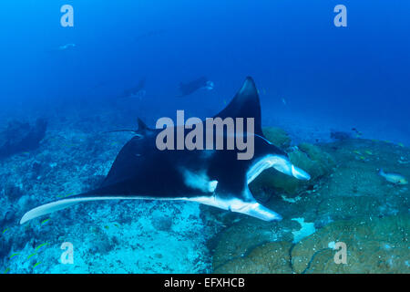 Manta Alfredi, Reefmanta am Mantapoint und Cleaning Station, Mudakan, Maa Kandu, Maradhoo, Addu Atoll, Malediven, Indischer Ozean Stockfoto