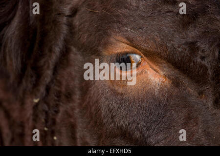 Ruby Red Devon Detail Auge Isles Of Scilly; UK Stockfoto