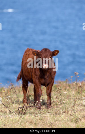 Ruby Red Devon Isles Of Scilly; UK Stockfoto