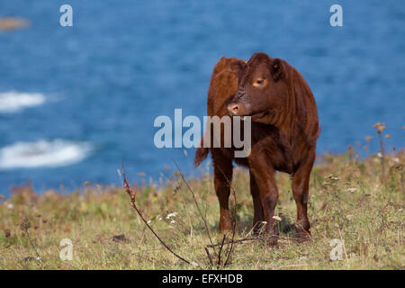 Ruby Red Devon Isles Of Scilly; UK Stockfoto