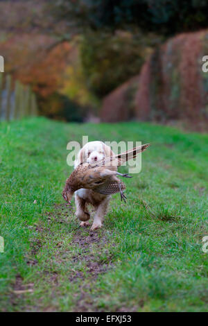 Clumber spaniel gun Hund Abrufen von Fasan aus Spiel in Oxfordshire, England Stockfoto