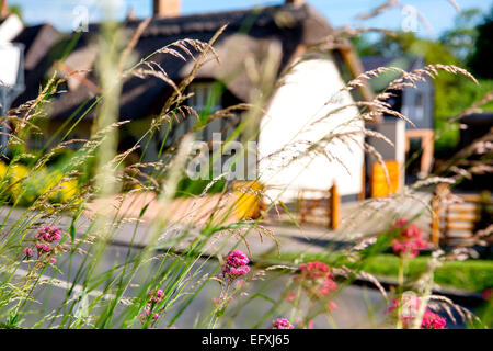 Gräsern und Wildblumen vor einem englischen Reetdachhaus auf die Scilly-inseln, Großbritannien Stockfoto