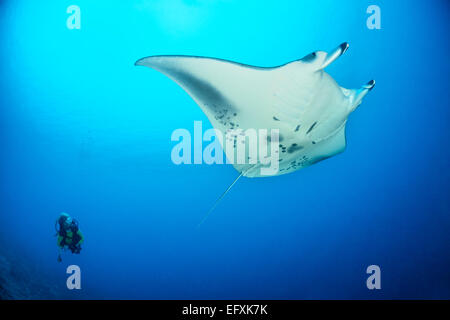 Manta Alfredi, Reefmanta, Manta Point oder Cleaning Station, Mudakan, Maa Kandu, Maradhoo, Addu Atoll, Malediven, Indischer Ozean Stockfoto