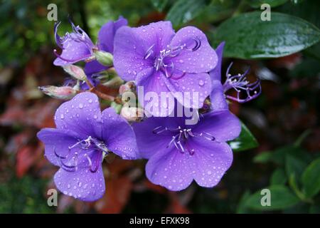 Herrlichkeit Bush Blüten Stockfoto