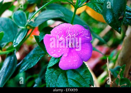 Herrlichkeit Busch auch bekannt als Tibouchina Urvilleana, Lasiandra, Prinzessin Blume, Pleroma oder lila Herrlichkeit Baum Stockfoto