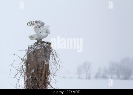 Schneeeule thront auf Baumstumpf Stockfoto