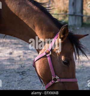 Closeup Portrait einer schönen Bucht Pferd Stockfoto