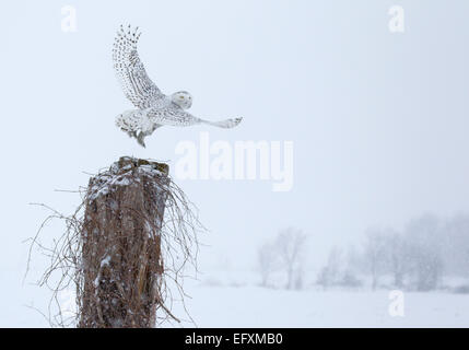 Schneeeule ausziehen aus Barsch Stockfoto