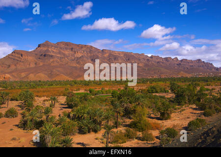 Djebel Kissane, Agdz, Palmenhain, Oasis, Draa-Tal, Souss-Massa-Draa Region, Tal des Flusses Draa Anti-Atlas, Marokko, Ma Stockfoto