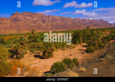 Djebel Kissane, Agdz, Palmenhain, Oasis, Draa-Tal, Souss-Massa-Draa Region, Tal des Flusses Draa Anti-Atlas, Marokko, Stockfoto