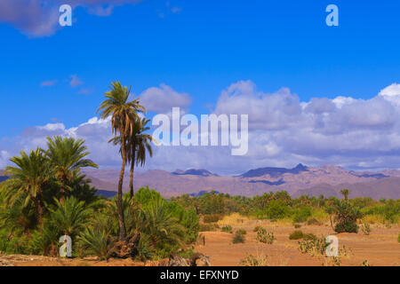 Djebel Kissane, Agdz, Palmenhain, Oasis, Draa-Tal, Souss-Massa-Draa Region, Tal des Flusses Draa Anti-Atlas, Marokko, Ma Stockfoto