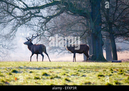Zwei Reife Hirsche zu Fuß frei in Richmond Park auf sonnigen Winternachmittag Stockfoto