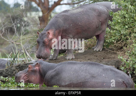 Flusspferde auf kleinen Insel Hippopotamus Amphibius Lake Naivasha, Kenia Stockfoto