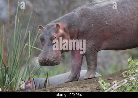 Nilpferd auf kleinen Insel Hippopotamus Amphibius Lake Naivasha, Kenia Stockfoto