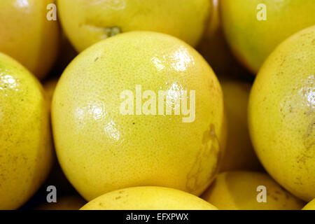 Köstliche Grapefruits, Obst, wurden ausgewählt, um fotografiert zu werden Stockfoto