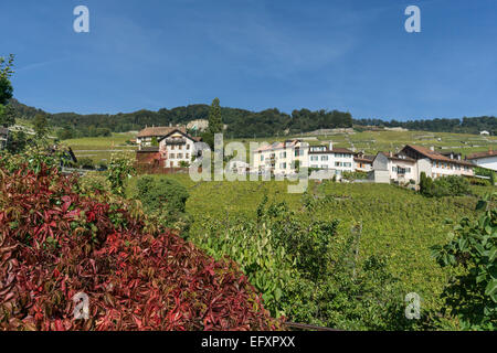 Epesses, Weinberge, Lavaux Region Genfer See, Schweizer Alpen, Schweiz Stockfoto