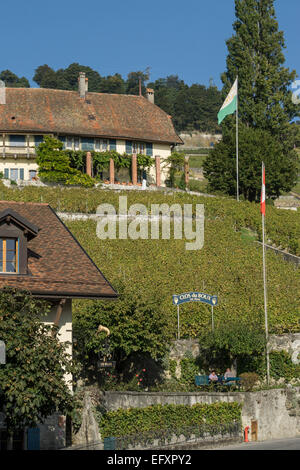 Epesses, Weinberge, Lavaux Region Genfer See, Schweizer Alpen, Schweiz Stockfoto