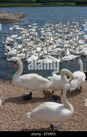 Höckerschwäne versammelten sich in Abbotsbury Swannery, Dorset, England Stockfoto