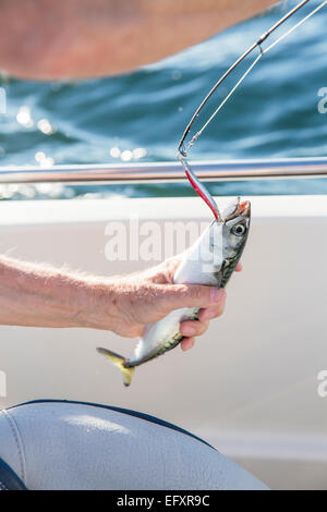 Mann, Makrelen angeln vom Boot auf dem Meer Stockfoto