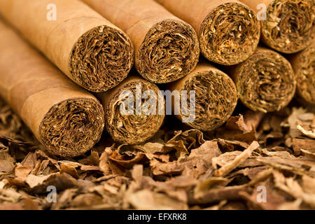 Eine Makroaufnahme Zigarren auf Tabak. Diese Zigarren sind Robusto Größe. Stockfoto