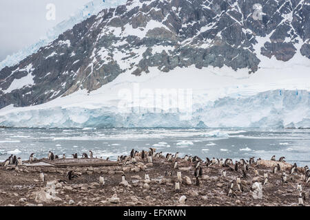 Gentoo-Pinguin-Kolonie in Neko Harbour, antarktische Halbinsel, Andvord Bay, auf dem Westen von Graham Land Stockfoto